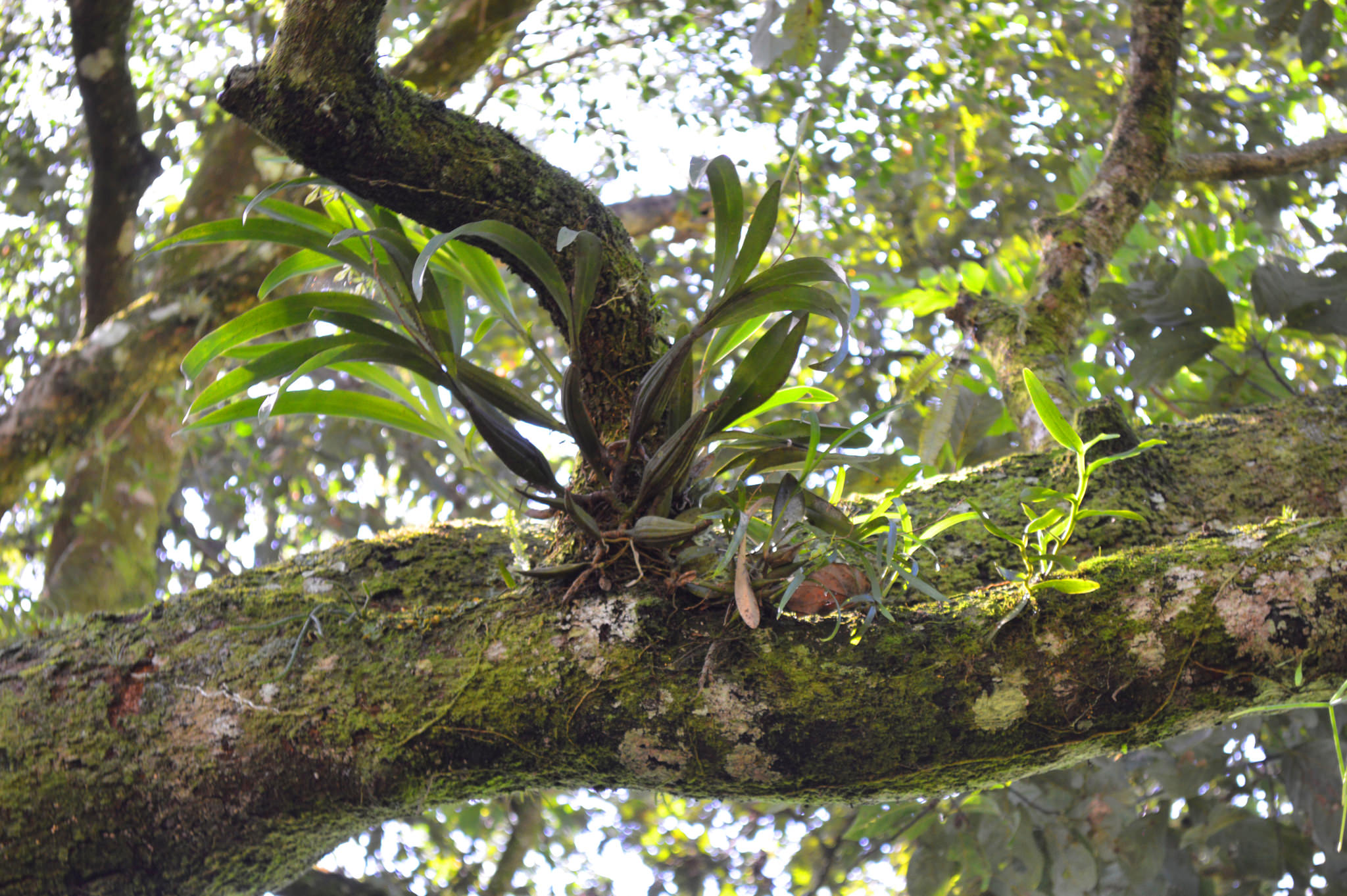Prosthechea radiata
